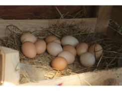 Organik Köy Tavuğu Yumurtası